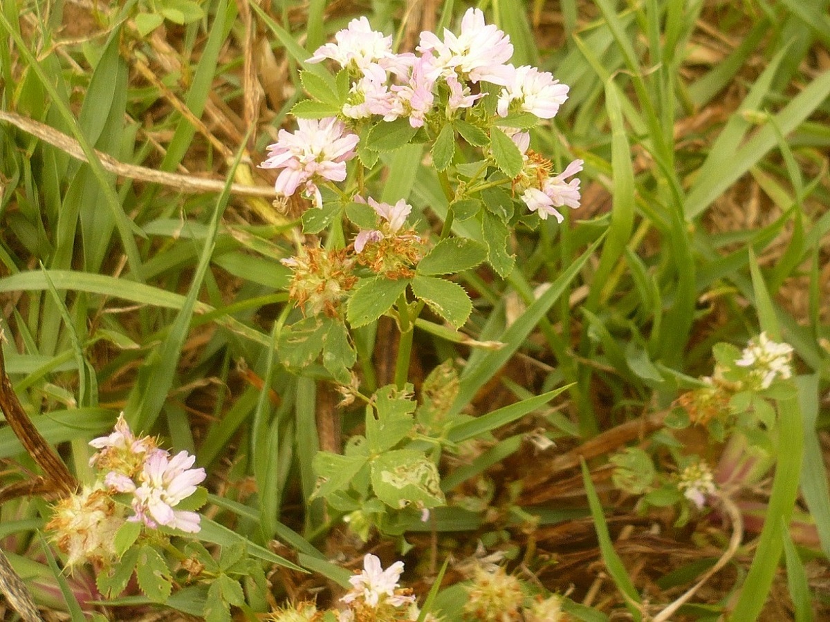 Trifolium resupinatum var. majus (Fabaceae)